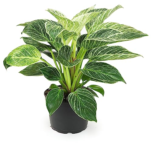 6 Inch Birkin Philodendron: Live Indoor Houseplant Gift by Plants for Pets