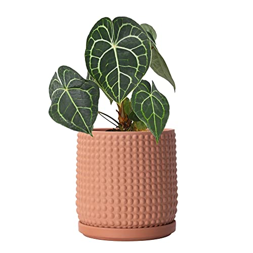 6 Inch Terracotta Beaded Planter Pot