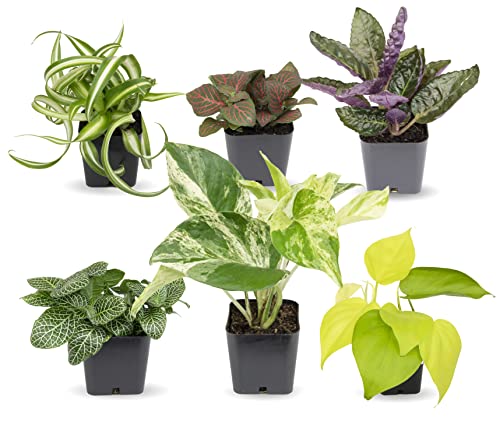 6-Pack Easy-to-Grow Houseplant Set by Plants for Pets