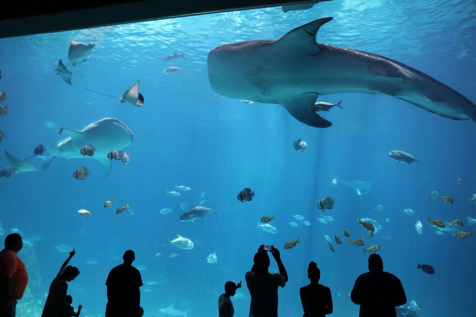 Aquarium Tickets: A Must-Visit Experience for Her