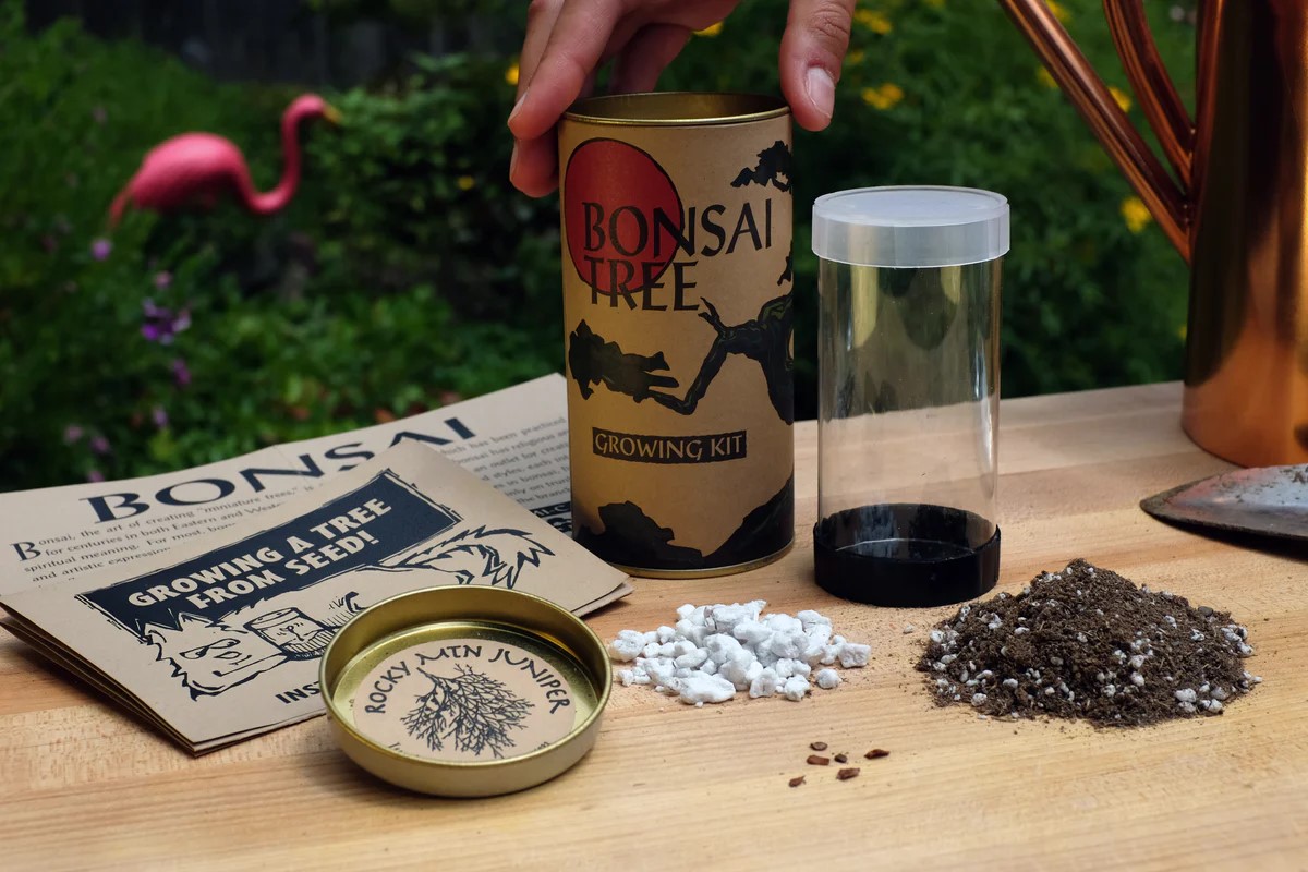 Bonsai Tree Growing Kit Review: A Complete Guide