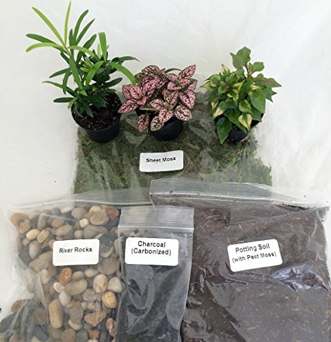 DIY Living Terrarium Kit with Bird's Nest + 3 Plants from JM Bamboo