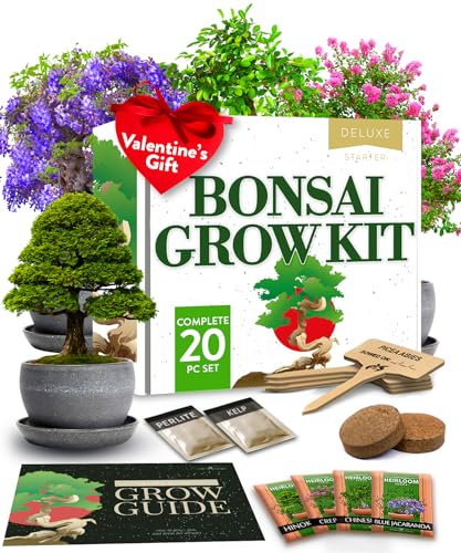 Easy to Grow Bonsai Tree Kit