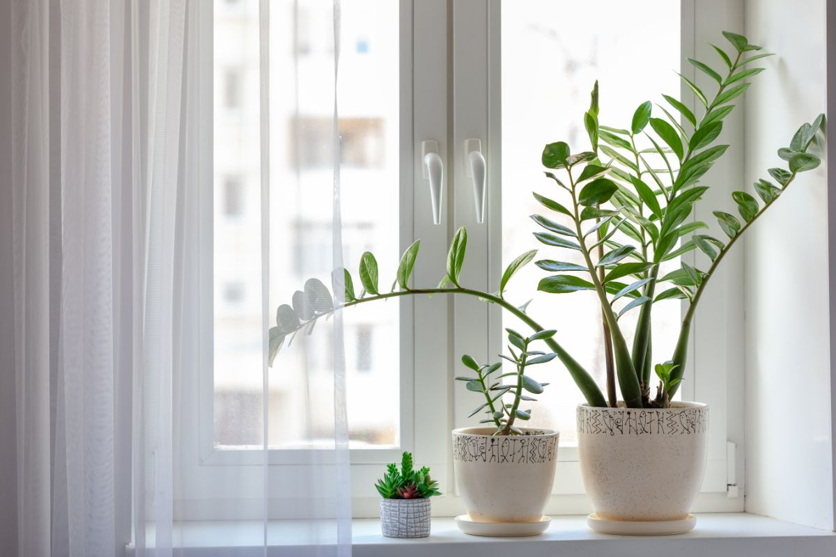 Indoor Plant Review: Top Picks for a Lush Home Ambiance
