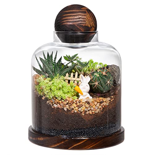Large Glass Terrarium for Succulents & Moss Balls with Wood Base
