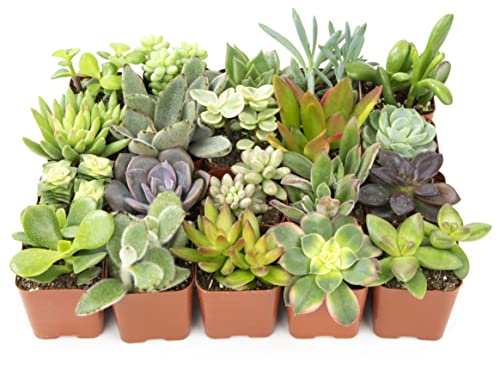 Live Succulent Plants (20 Pack)