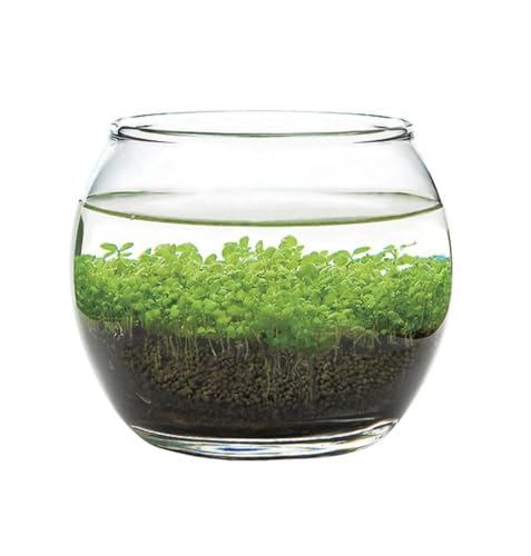 Mini Water Terrarium Kit with Glass Bowl