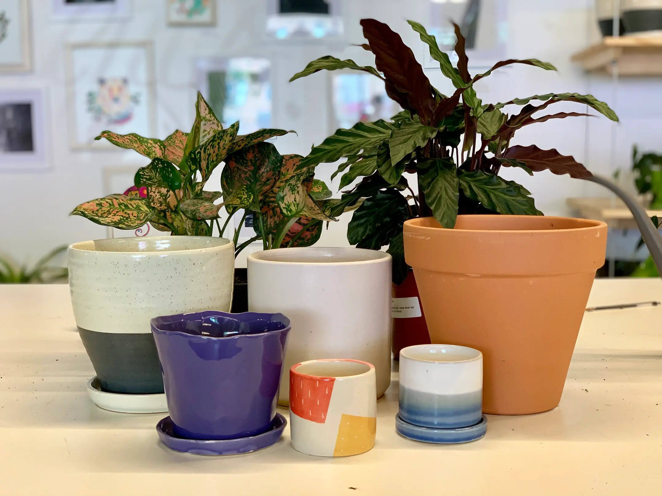 Review: Best Indoor Plant Pots for Stylish Home Décor
