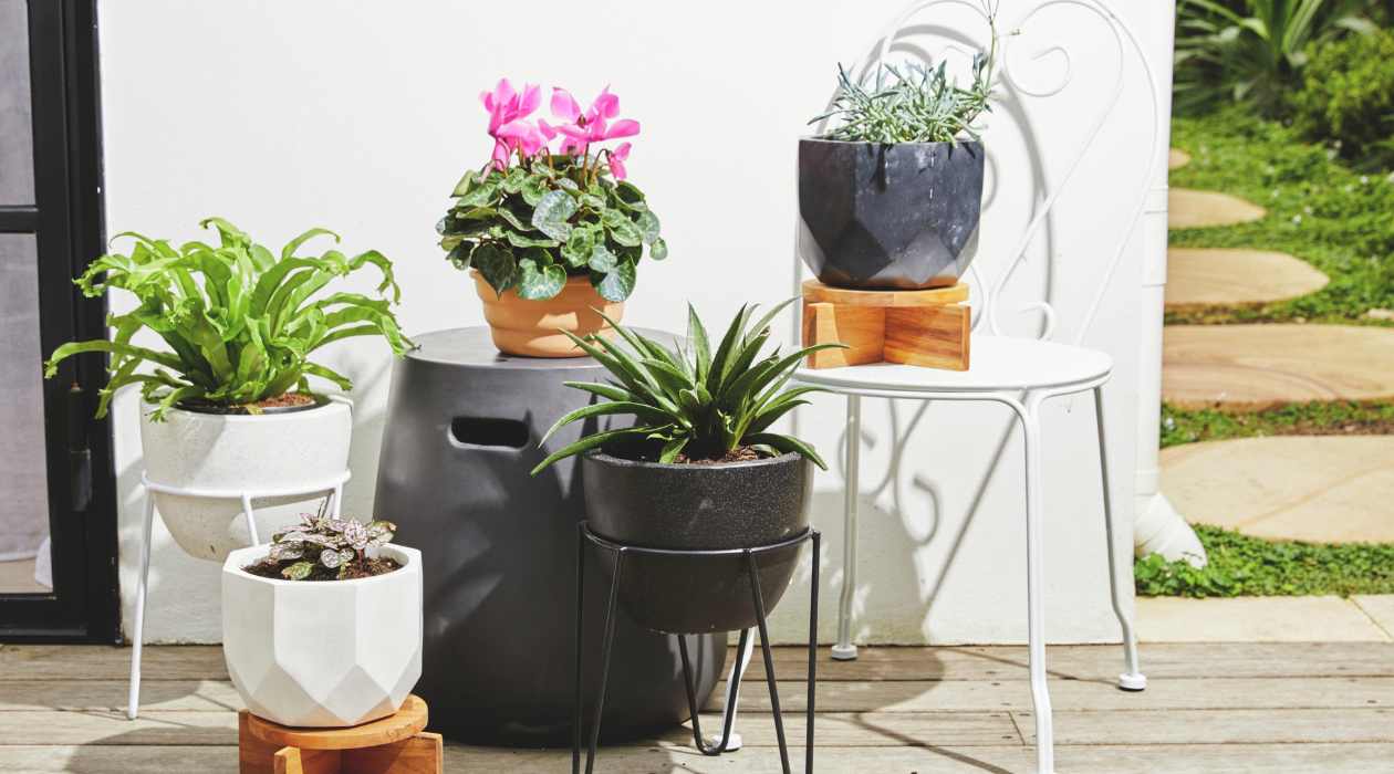 Stylish Planter: A Perfect Gift for Her