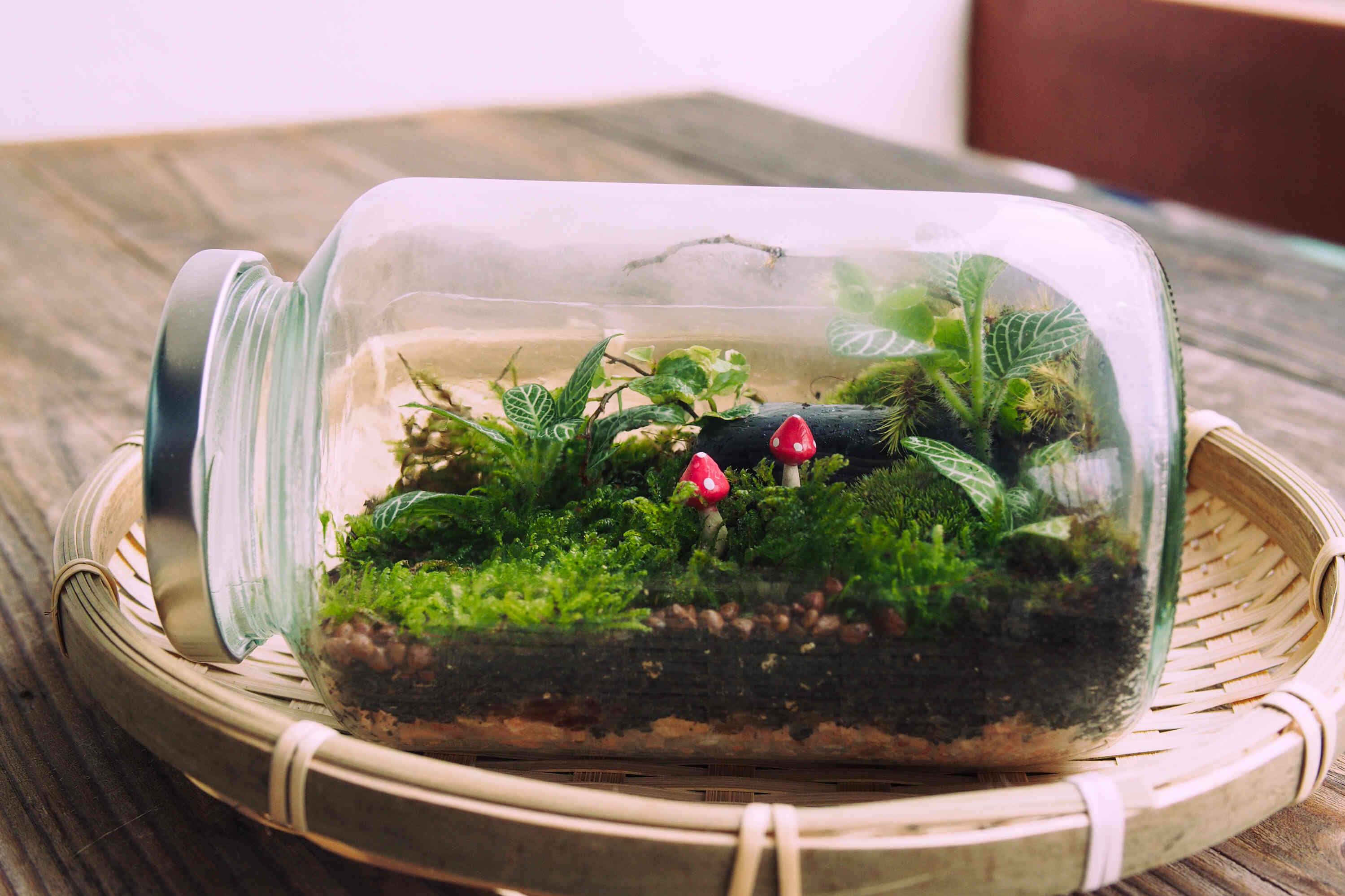 The Ultimate Terrarium Review: A Must-Have for Her Green Thumb