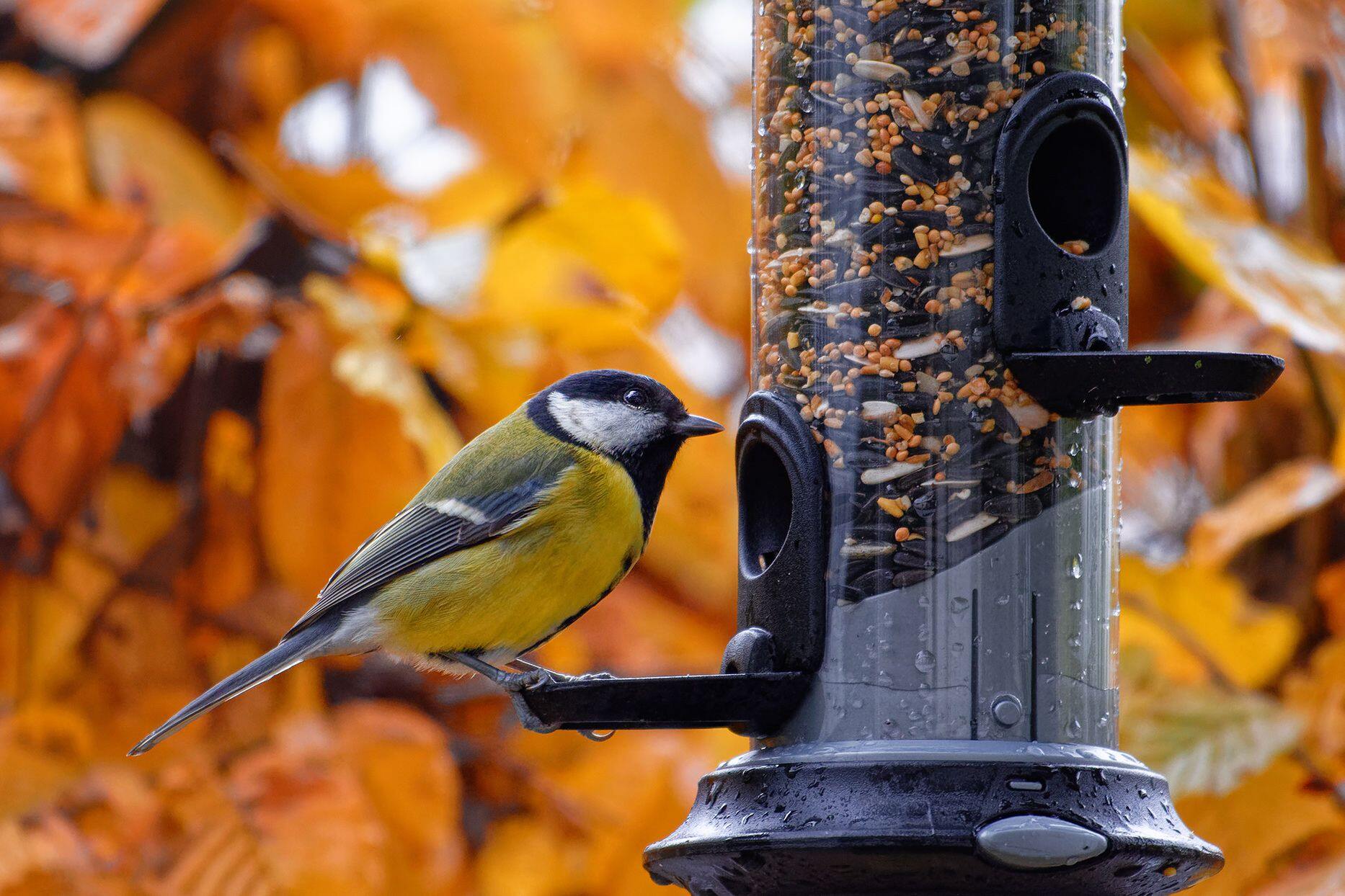 Top Bird Feeder Review: Enhance Your Backyard with Quality