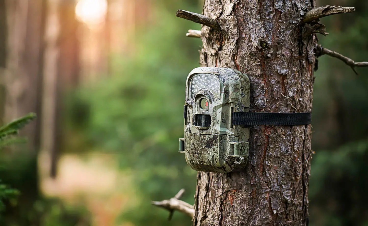 Trail Camera Review: Top Picks and Expert Analysis