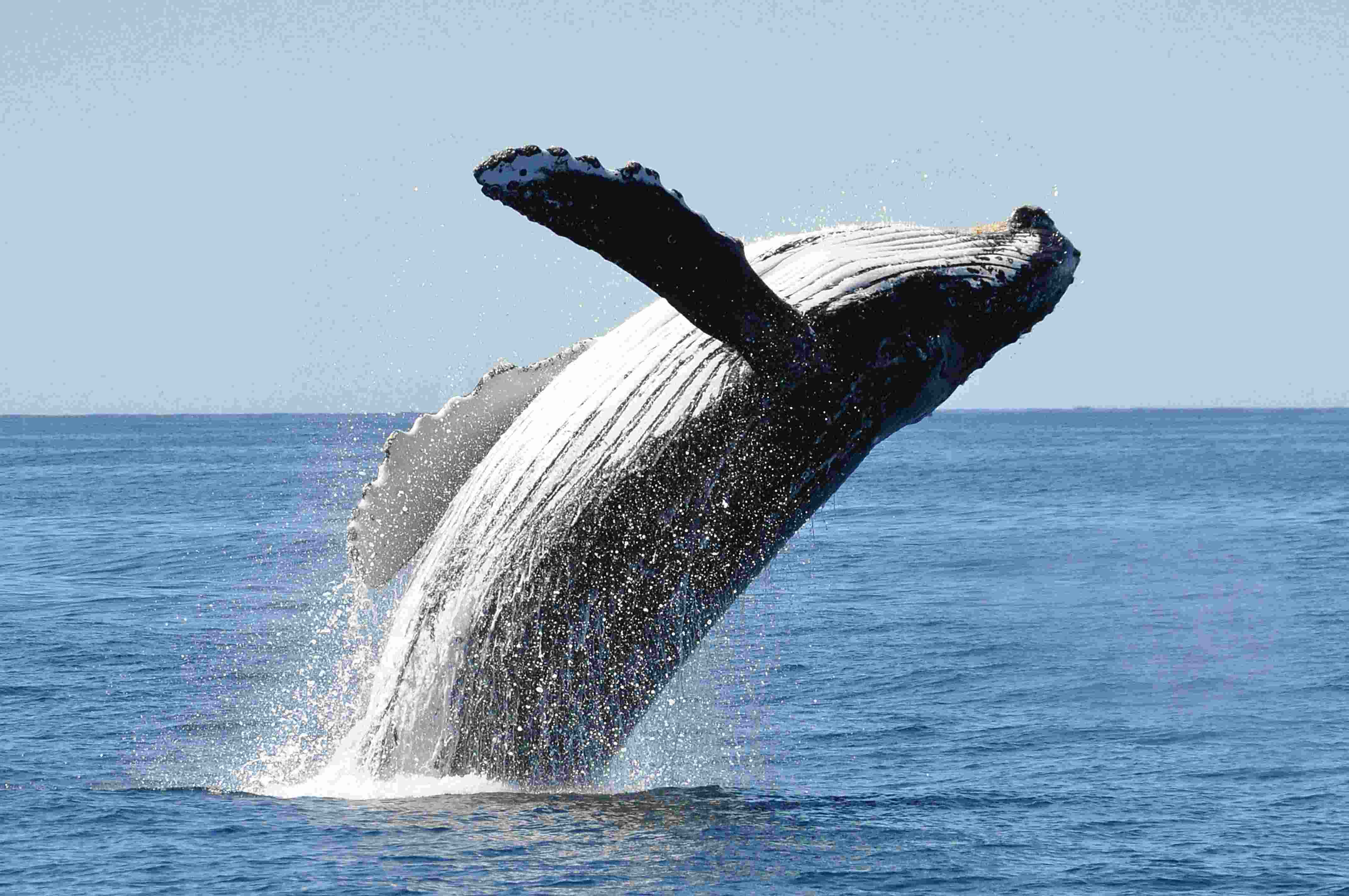 Whale Watching Tour: A Memorable Experience for Her